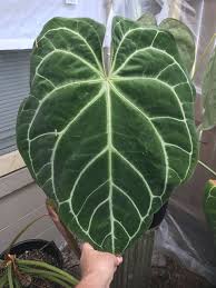 Pin Pa Anthuriums