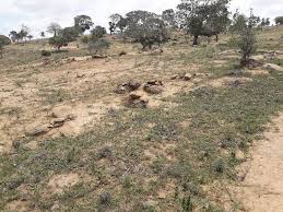 Image result for Vitellariopsis kirkii