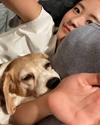 激かわんわん🐶🧡名前はベスです〜。 #ある夏の日 #眠い #犬のいる暮らし #犬好きな人と繋がりたい #犬 #わんわん #ビーグル #dog #beth  #beagle