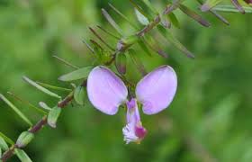 Image result for Polygala gazensis