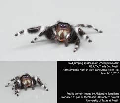 Image result for bold jumping spider