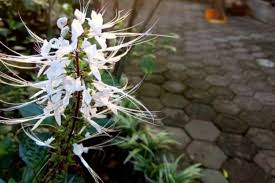 Umumnya penggunaan bobat berbahan alam atau obat tradisional lebih aman karena bersifat alami dan mempunyai efek samping lebih sedikit dibanding obat kimia. 7 Jenis Tanaman Apotek Hidup Yang Cocok Ditanam Di Rumah