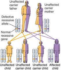 What scrabble words can i make with the letters in holandric? Holandric Genes Definition Of Holandric Genes By Medical Dictionary