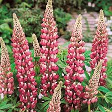 The Chatelaine Lupine Flowers Perennials Flower Seeds Perennials