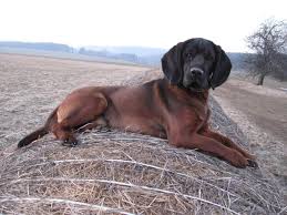 Image result for bavorský barvář