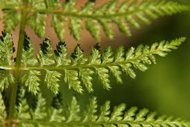 Image result for Athyrium schimperi