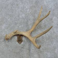 Buy antler coat hook and get the best deals at the lowest prices on ebay! Whitetail Deer Antler Coat Hanger For Sale 15171 The Taxidermy Store