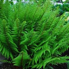 Image result for Dryopteris antarctica