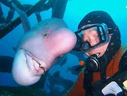 Hiroyuki, un buzo con un particular amistad bajo el mar - Infobae
