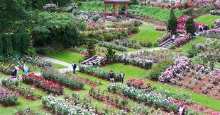 Flowers are held in racemes above the foliage & bloom from june to october. Washington Park International Rose Test Garden Portland Gov