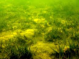 Image result for Isoetes alstonii