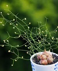 Image result for Schizobasis intricata
