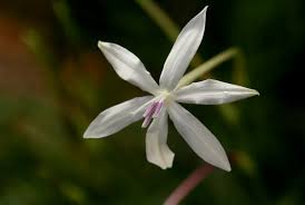 Image result for Afrosolen schimperi