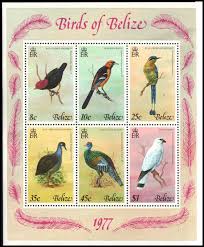 Image result for Agrocharis