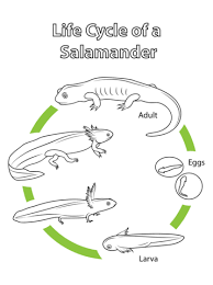 Like all our worksheets, they are 100% free to print off and use. Life Cycle Of A Salamander Coloring Page Free Printable Coloring Pages Life Cycles Salamander Life Cycles Kindergarten