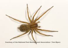 Contact your local office for more details about this specialized. The Common Name For The Hobo Spider Comes From Its Presumed Method Of Expanding Its Distribution By Hitching Rid Hobo Spider Spider Bites Spider Identification