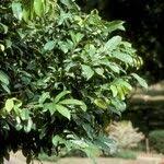 Image result for Napoleonaea septentrionalis