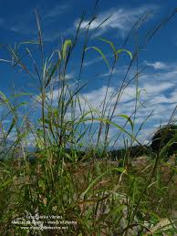 Image result for Rottboellia cochinchinensis