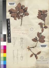 Image result for Vaccinium madagascariense