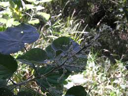 Image result for Abutilon longicuspe