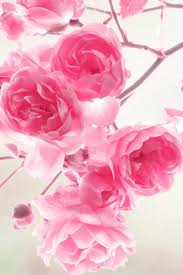 Rose Flower Mobile Wallpaper Hd Paulbabbitt Com