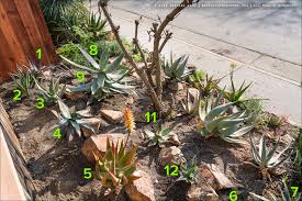 Image result for Aloe ribauensis