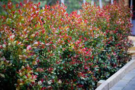 Visit us today for the widest range of plants products. Syzygium Big Red