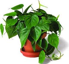 Philodendron Hybrids Bird S Nest Philodendron Autumn Or Limelight Philodendron Plant Poisonous House Plants Plants
