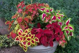 South africa has an intensely rich botanical heritage, and many of the ornamental plants that grace international gardens have south african roots. 32 Shade Plants For South African Gardens Ideas Shade Plants Plants Shade Garden