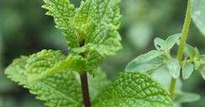 Learn All About Herbs