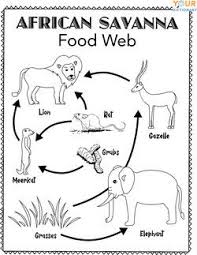 Seven of the cleanest fast food restaurants to visit when you are on the go. Simple Food Web Examples For Kids