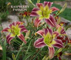 See full list on garden.org Daylily Raspberry Passion Stout Gardens At Dancingtree