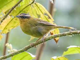 Image result for Galopina circaeoides