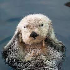 Last week, wildlife friends foundation thailand (wfft), a thai sanctuary and rescue group, received a call from a woman about an otter in need. Do Otters Cleanse Scrub And Exfoliate Their Skin
