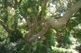 Image result for Chaetachme