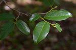Image result for Cleistanthus polystachyus
