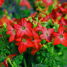 Image result for Nicotiana