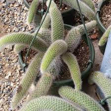 Image result for Cola natalensis