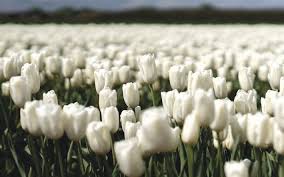 Check spelling or type a new query. Download Wallpapers White Tulips Spring Flowers Tulips Wildflowers Field With White Tulips White Flowers For Desktop Free Pictures For Desktop Free