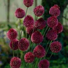 Van Zyverden Allium Sphaerocephalon Bulbs Set Of 25 87127 The Home Depot Allium Sphaerocephalon Allium Flowers