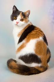 Cat Facts Why Are Calico Cats Almost Always Female Cattime In 2020 Pretty Cats Cute Cats Cute Cats And Kittens