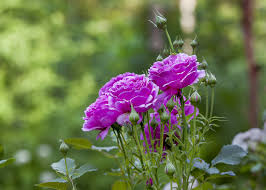 صور ورد بنفسجي صور أزهار أرجوانية طبيعية ورومانسية روزبيديا