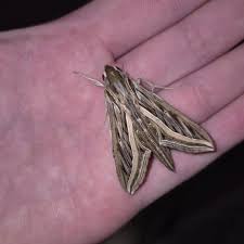 Image result for Hippotion celerio