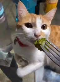 Nooo More Broccoli Video Funny Cat Videos Cute Animals Cute Funny Animals