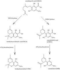 cannabidiol wikipedia