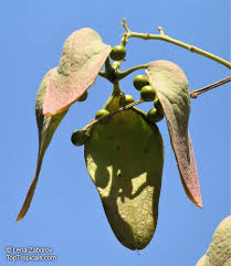 Image result for Firmiana