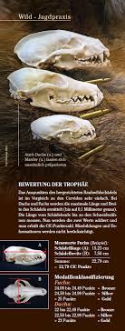 Raubers Letzte Ruh Fuchsschadel Praparieren Wild Und Hund