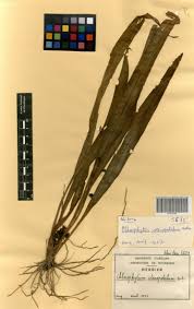 Image result for Chlorophytum stenopetalum