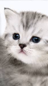 Kitten Gif So Cute Cute Kitten Wallpaper Kitty Cute Kitten Wallpaper Baby Animals Kitten Animated Kitten Gif Kitten Wallpaper Animal Sounds