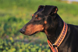 The manchester terrier is a direct descendent of the early english black and tan terrier, which was highly prized for its working ability as a ratting dog in the industrial areas of the north of england. Manchester Terrier Im Rassenportrait Edogs Magazin